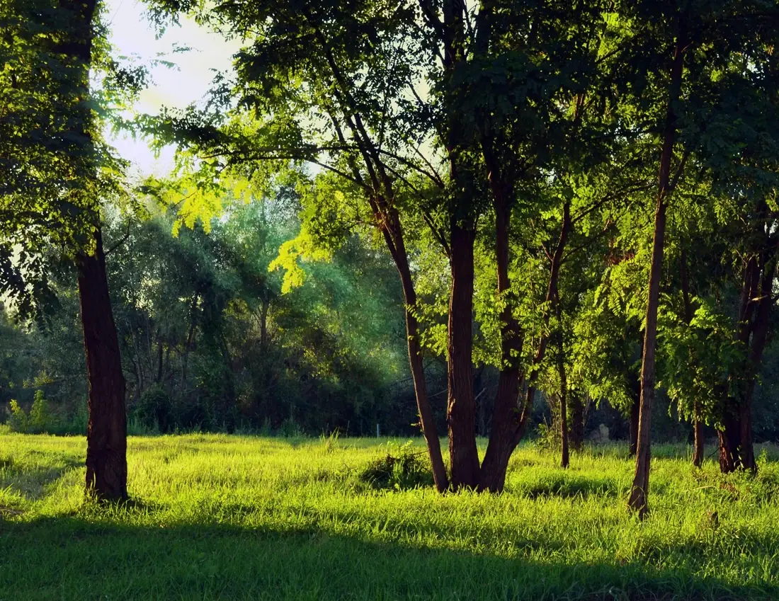 Ohio meadow and treeline