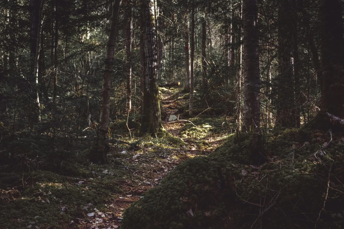 Sunlit Ohio woodland